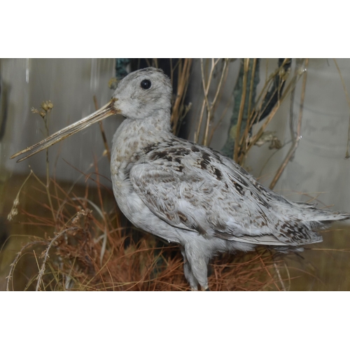 343 - TAXIDERMY: A VICTORIAN GLASS DOME CONTAINING THREE BIRDS, comprising a Kingfisher, Wren and Snipe am... 