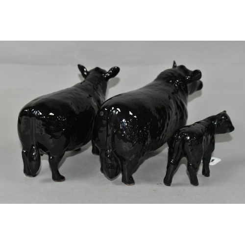 411 - THREE BESWICK FIGURES OF ABERDEEN ANGUS CATTLE, comprising Aberdeen Angus Bull model no 1562, Aberde... 