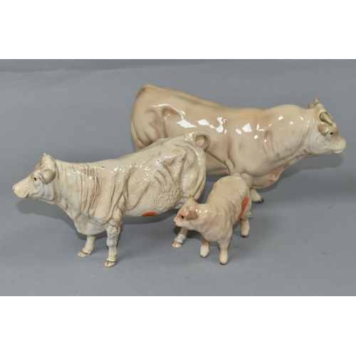 412 - THREE BESWICK FIGURES OF CHAROLAIS CATTLE, comprising Charolais Bull model no 2463A, Charolais Cow n... 