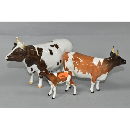 413 - THREE BESWICK FIGURES OF AYRSHIRE CATTLE, comprising Ayrshire Bull model no 1454B, Ayrshire Cow no 1... 