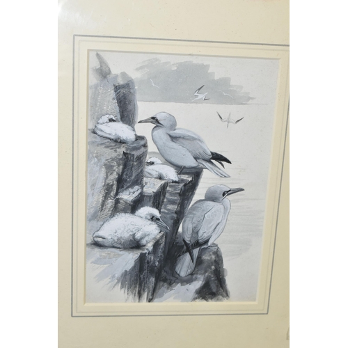 494 - ATTRIBUTED TO CHARLES WHYMPER (1853-1941) 'GANNETS NESTING AT BASS ROCK', seabirds nesting on a clif... 