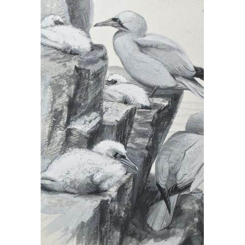 494 - ATTRIBUTED TO CHARLES WHYMPER (1853-1941) 'GANNETS NESTING AT BASS ROCK', seabirds nesting on a clif... 