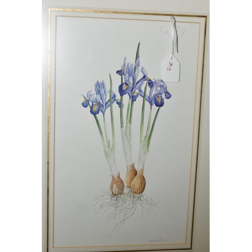 595 - ALISTER MATHEWS (1939-)  FOUR BOTANICAL STUDIES OF IRISES, signed in pencil lower right, one dated 1... 