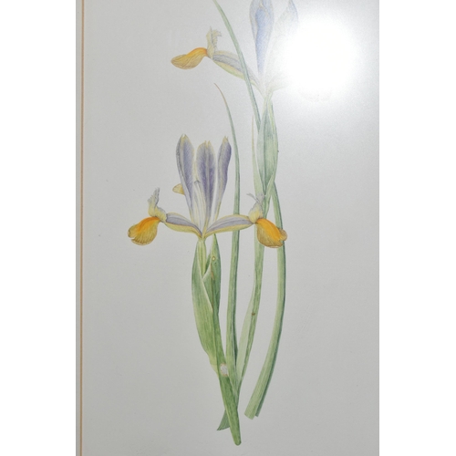 595 - ALISTER MATHEWS (1939-)  FOUR BOTANICAL STUDIES OF IRISES, signed in pencil lower right, one dated 1... 