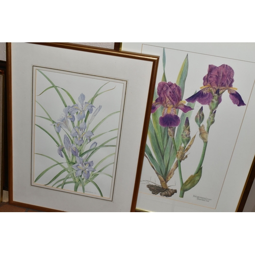 595 - ALISTER MATHEWS (1939-)  FOUR BOTANICAL STUDIES OF IRISES, signed in pencil lower right, one dated 1... 