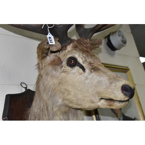 632 - A TAXIDERMY TROPHY STAG'S HEAD, with nine point antlers, raised on an oak plinth mount, approx. heig... 