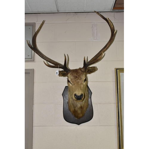 632 - A TAXIDERMY TROPHY STAG'S HEAD, with nine point antlers, raised on an oak plinth mount, approx. heig... 