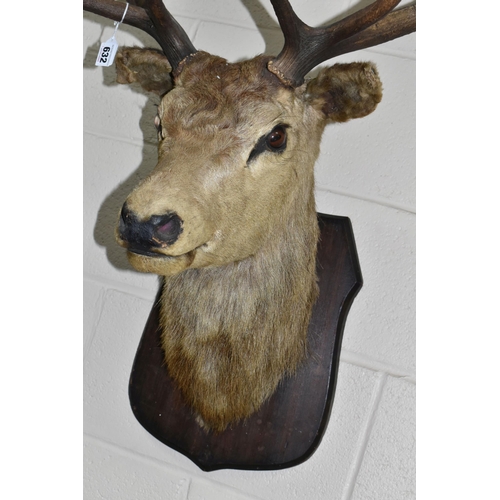 632 - A TAXIDERMY TROPHY STAG'S HEAD, with nine point antlers, raised on an oak plinth mount, approx. heig... 