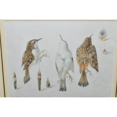 650 - MILDRED E. ELDRIDGE RWS (1909-1991) 'TREECREEPER', three studies of a bird and feathers, signed, tit... 