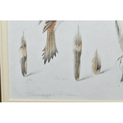 650 - MILDRED E. ELDRIDGE RWS (1909-1991) 'TREECREEPER', three studies of a bird and feathers, signed, tit... 