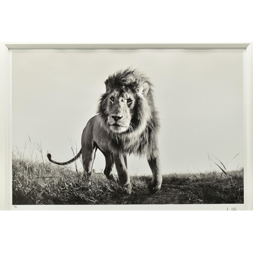 325 - ANUP SHAH (KENYA CONTEMPORARY) 'HUNTER', a signed limited edition photographic print of a lion, 15/1... 