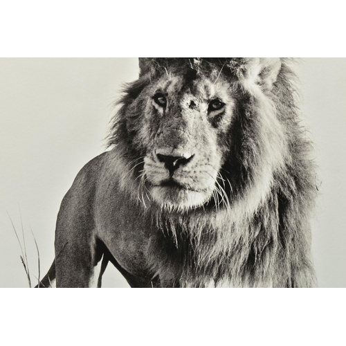 325 - ANUP SHAH (KENYA CONTEMPORARY) 'HUNTER', a signed limited edition photographic print of a lion, 15/1... 