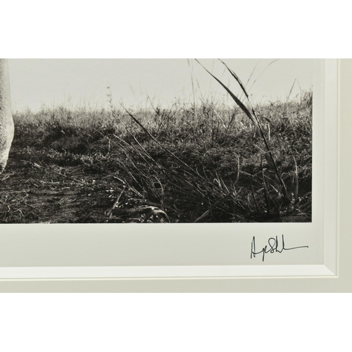 325 - ANUP SHAH (KENYA CONTEMPORARY) 'HUNTER', a signed limited edition photographic print of a lion, 15/1... 