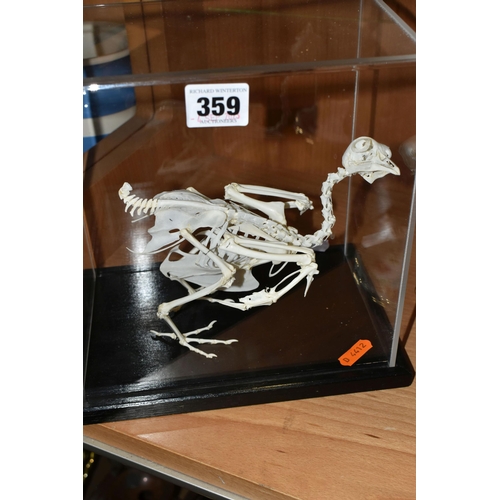 359 - A PERSPEX DISPLAY CASE CONTAINING THE SKELETON A CHICKEN, on an ebonised stand, height 23cm x width ... 