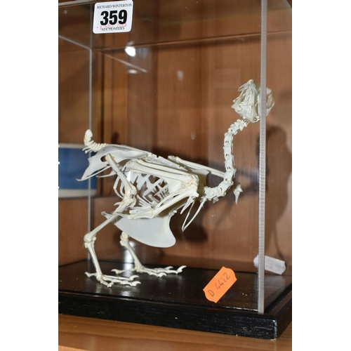 359 - A PERSPEX DISPLAY CASE CONTAINING THE SKELETON A CHICKEN, on an ebonised stand, height 23cm x width ... 