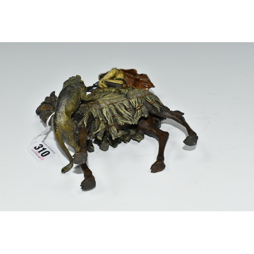 310 - A COLD PAINTED BRONZE OF AN ARAB ON A CAMEL WITH LION ATTACKING AFTER BERGMAN, unmarked, height 17cm... 