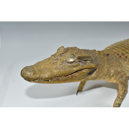 386 - TAXIDERMY, Cayman, length 95cm, glass eyes (1) (Condition report: damaged toes and claws on both fro... 