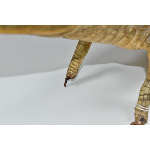 386 - TAXIDERMY, Cayman, length 95cm, glass eyes (1) (Condition report: damaged toes and claws on both fro... 