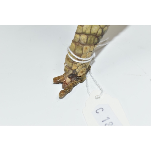 386 - TAXIDERMY, Cayman, length 95cm, glass eyes (1) (Condition report: damaged toes and claws on both fro... 