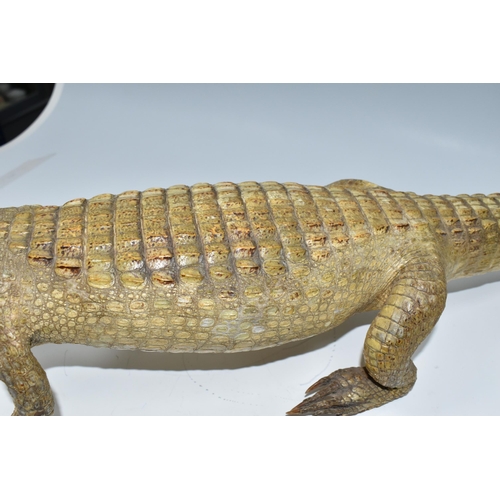 386 - TAXIDERMY, Cayman, length 95cm, glass eyes (1) (Condition report: damaged toes and claws on both fro... 