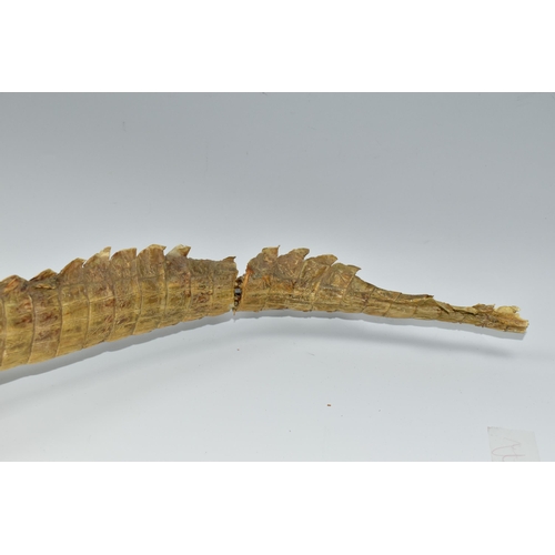 386 - TAXIDERMY, Cayman, length 95cm, glass eyes (1) (Condition report: damaged toes and claws on both fro... 