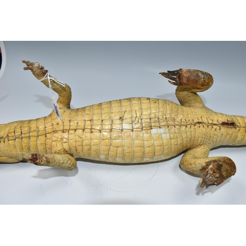 386 - TAXIDERMY, Cayman, length 95cm, glass eyes (1) (Condition report: damaged toes and claws on both fro... 