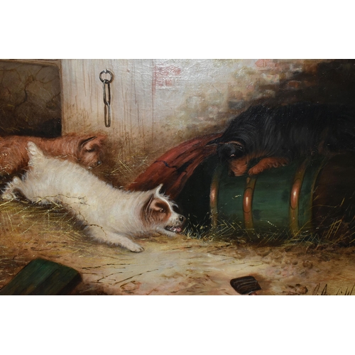 493 - FOLLOWER OF GEORGE ARMFIELD (BRITISH, 1808-1893) THREE TERRIERS RATTING BY AN UPTURNED BARREL IN A S... 