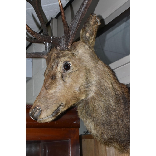 513 - TAXIDERMY, stag trophy, head and neck mount with twelve point antlers, height 106cm (1) (Condition R... 