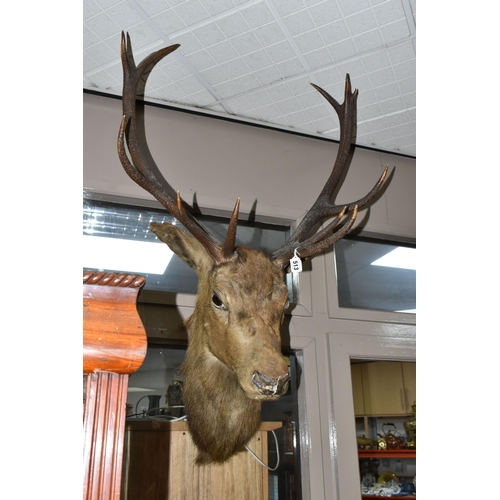 513 - TAXIDERMY, stag trophy, head and neck mount with twelve point antlers, height 106cm (1) (Condition R... 