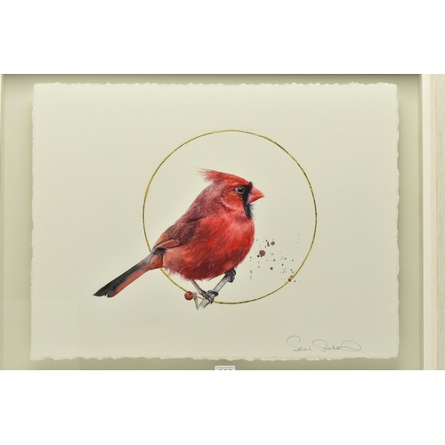 303 - SARAH STOKES (BRITISH CONTEMPORARY) 'GILDED MALE CARDINAL', a study of a red bird on a branch, encir... 