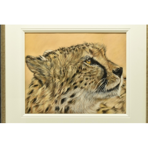 306 - VALERIE SIMS (BRITISH 1965) 'GLOW', a portrait study of the head of a Cheetah, signed bottom right, ... 