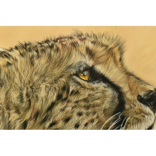 306 - VALERIE SIMS (BRITISH 1965) 'GLOW', a portrait study of the head of a Cheetah, signed bottom right, ... 