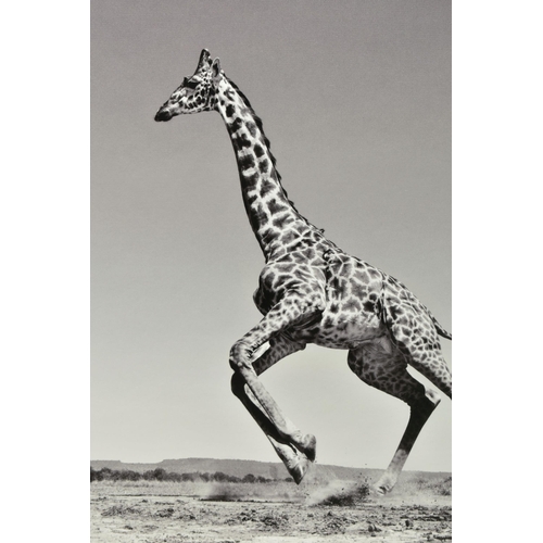 305 - ANUP SHAH (KENYAN CONTEMPORARY) 'DANCE', a signed limited edition photographic print depicting a gir... 