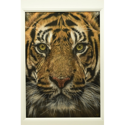 309 - VALERIE SIMMS (BRITISH 1965) 'SURVIVAL', a close-up portrait of a Tiger, signed bottom right, pastel... 