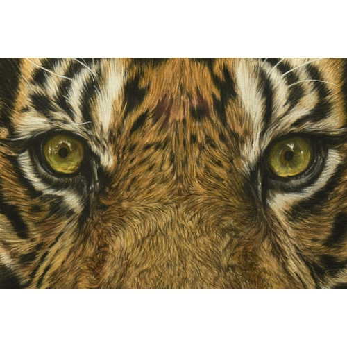 309 - VALERIE SIMMS (BRITISH 1965) 'SURVIVAL', a close-up portrait of a Tiger, signed bottom right, pastel... 