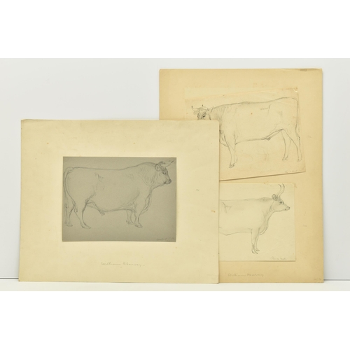 338 - CIRCLE OF WILLIAM HARVEY (1796-1866) FOUR SKETCHES OF CATTLE, to include a Hereford Bull, one sketch... 