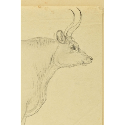 338 - CIRCLE OF WILLIAM HARVEY (1796-1866) FOUR SKETCHES OF CATTLE, to include a Hereford Bull, one sketch... 