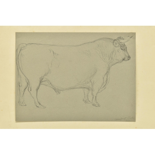 338 - CIRCLE OF WILLIAM HARVEY (1796-1866) FOUR SKETCHES OF CATTLE, to include a Hereford Bull, one sketch... 