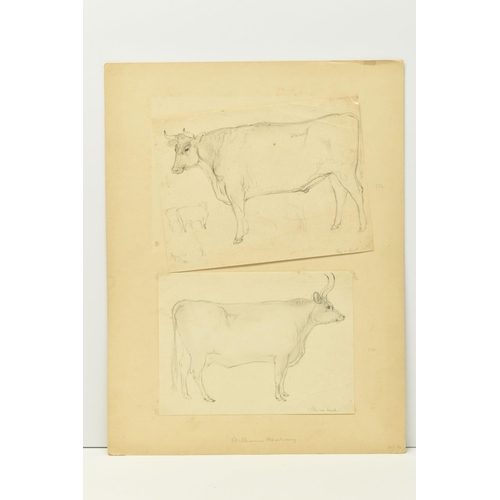 338 - CIRCLE OF WILLIAM HARVEY (1796-1866) FOUR SKETCHES OF CATTLE, to include a Hereford Bull, one sketch... 