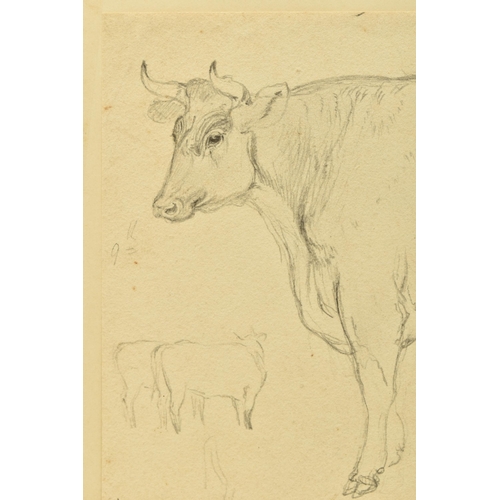 338 - CIRCLE OF WILLIAM HARVEY (1796-1866) FOUR SKETCHES OF CATTLE, to include a Hereford Bull, one sketch... 