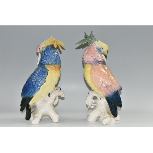 364 - TWO KARL ENS PORCELAIN COCKATOOS, each modelled perched on a branch, and glazed in pastel pinks, blu... 