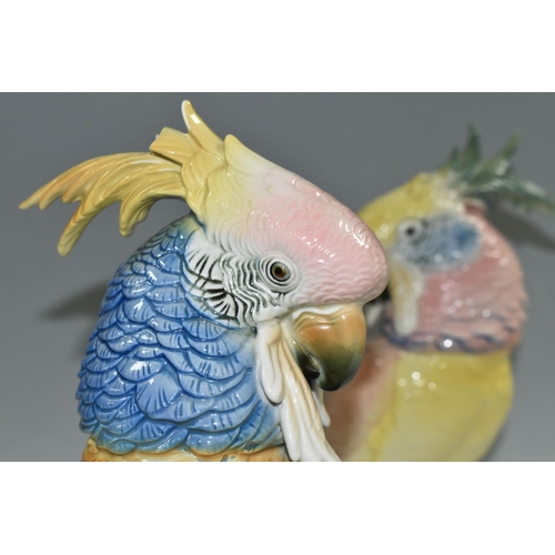 364 - TWO KARL ENS PORCELAIN COCKATOOS, each modelled perched on a branch, and glazed in pastel pinks, blu... 