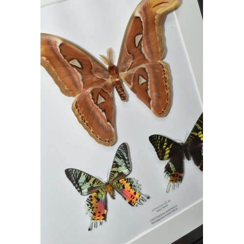 479 - ENTOMOLOGY, two framed Entomology collections of nine Butterflies, comprising Argema Mittrei, Attacu... 