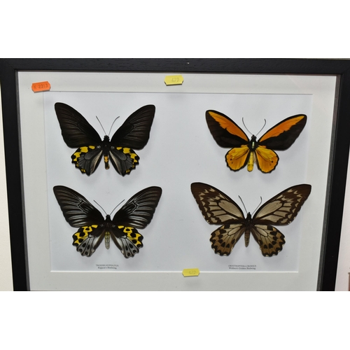 479 - ENTOMOLOGY, two framed Entomology collections of nine Butterflies, comprising Argema Mittrei, Attacu... 