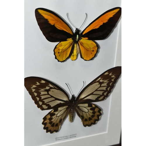 479 - ENTOMOLOGY, two framed Entomology collections of nine Butterflies, comprising Argema Mittrei, Attacu... 