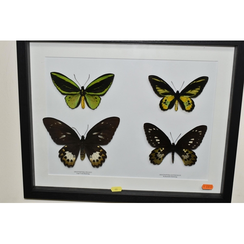 483 - ENTOMOLOGY, two framed Entomology collections of eight Butterflies, comprising Cape York Birdwing, R... 