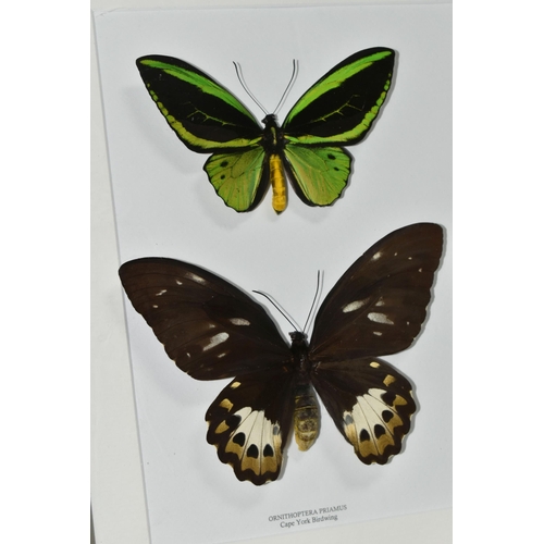 483 - ENTOMOLOGY, two framed Entomology collections of eight Butterflies, comprising Cape York Birdwing, R... 