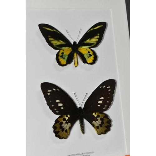 483 - ENTOMOLOGY, two framed Entomology collections of eight Butterflies, comprising Cape York Birdwing, R... 