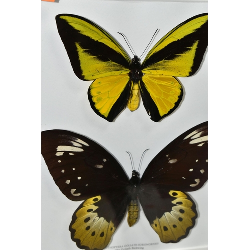 483 - ENTOMOLOGY, two framed Entomology collections of eight Butterflies, comprising Cape York Birdwing, R... 