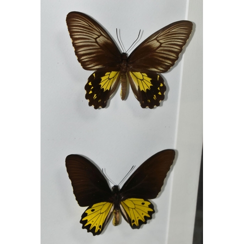 483 - ENTOMOLOGY, two framed Entomology collections of eight Butterflies, comprising Cape York Birdwing, R... 